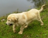 Filename=CALA.JPG
Filesize=1314KiB
Dimensions=1488x1182
Date added=%871 %27, %2009 CALA.JPG