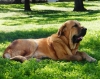 Filename=GITANO_CON_15_MESES.JPG
Filesize=650KiB
Dimensions=1916x1523
Date added=%828 %12, %2009 GITANO_CON_15_MESES.JPG
