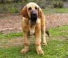 Filename=TURCO.JPG
Filesize=1032KiB
Dimensions=1260x1090
Date added=%871 %27, %2009 TURCO.JPG