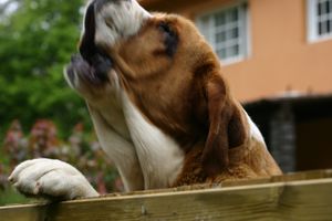 Sasha de Torrestio
Buena guardiana siempre atenta, y muy buena con las otras perras que tengo.
Keywords: cereixo