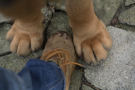 LAS PATAS DE MI MASTÍN
Las patas de mi perro, Bronce do Chan do Cereixo
Keywords: cereixo Bronce do Chan do Cereixo