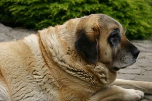 Loira vieja mastina
Con 12 años, fue muy buena compañia
Keywords: veteran cereixo