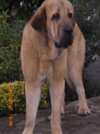 Olga (Telva)
Con 11 meses
Keywords: cereixo