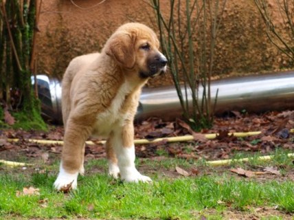 Bruxa Do Chan Do Cereixo
Hija de Telva (Olga) X Torotumbo.
Cachorra con 66 días.
Keywords: cereixo puppyspain