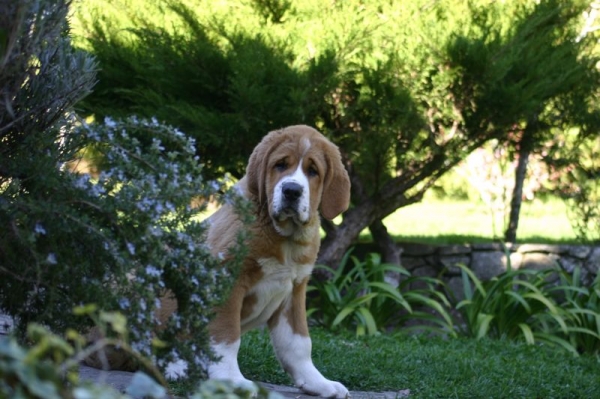 Sasha de Torrestio - con tres meses, recien llegada a casa.
(Runy de Babia x Guadiana de Babia)
Keywords: cereixo