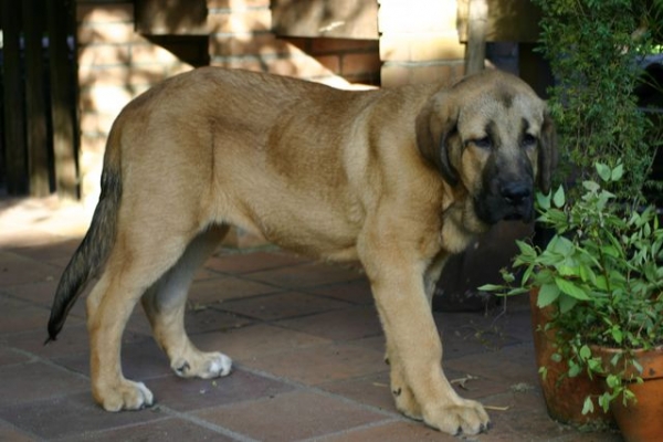 Olga ( Telva ) con 4 meses
Estamos encantados con ella, muy guapa y muy buena.
Keywords: cereixo