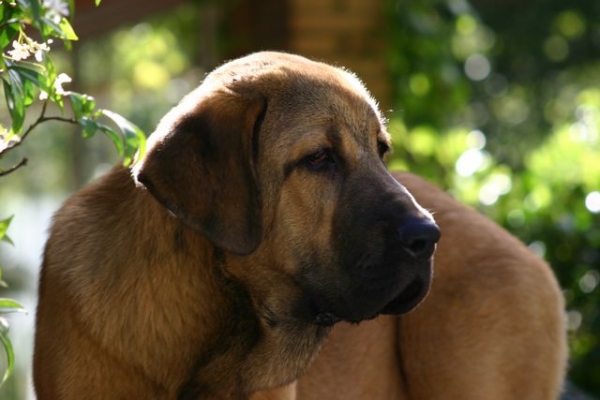 Olga ( Telva ) con 5 meses
Me recuerda mucho a Loira, una mastin que ya no esta con nosotros. Sasha la admitio muy bien en casa parece su hija.
Keywords: cereixo