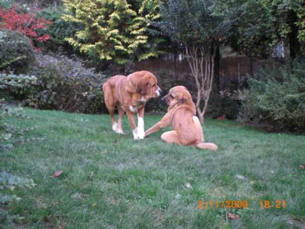 Sasha y Olga (Telva)
Mis dos niñas jugando en casa 
Keywords: cereixo