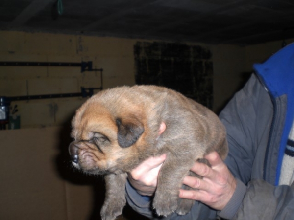 Bronce Do Chan do Cereixo
Cachorro con 14 días. Torotumbo de Vilar X Telva (Olga)
Keywords: cereixo