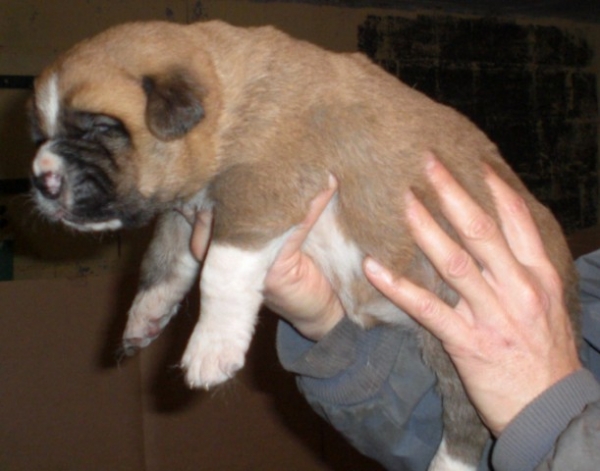 Bruxa Do Chan do Cereixo
Cachorra con 14 días, hija de Torotumbo de Vilar X Telva (Olga)
Keywords: cereixo