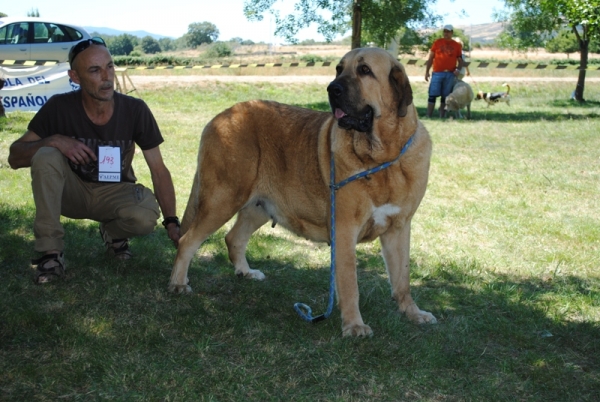 Telva (Olga) en Baltar Orense 2013. Foto regalo de Oscar Botana.
Olga recuperandose de un mal parto. Falto muy poco para que nos dejara, lo paso muy mal.
Keywords: cereixo