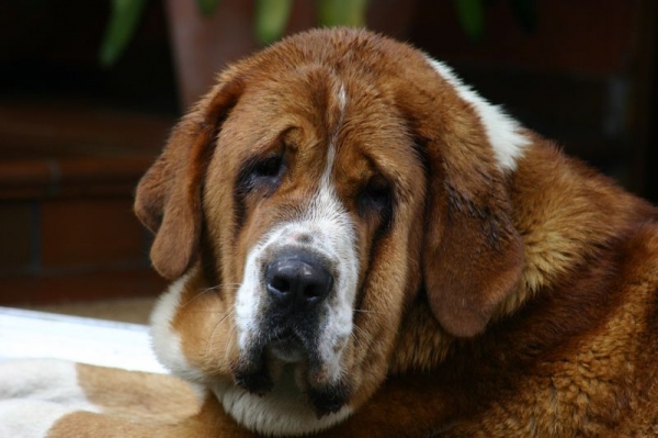 Sasha de Torrestio
Con 13 meses
Keywords: cereixo head portrait cabeza