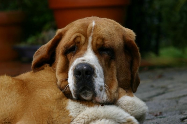 Sasha de Torrestio
Con 13 meses
Keywords: cereixo head portrait cabeza