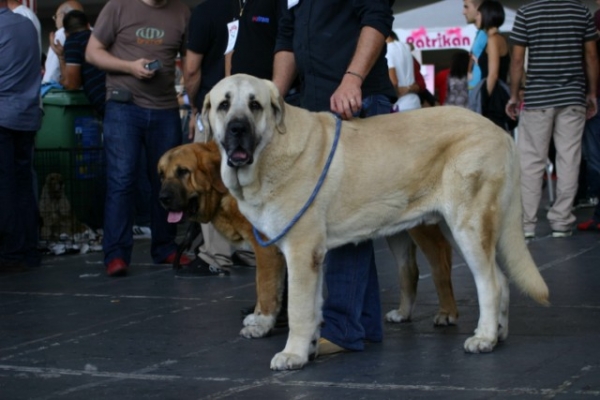 Torotumbo - Teo 
Keywords: cereixo