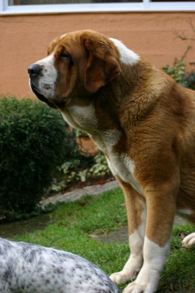 Sasha de Torrestio - con 13 meses
(Runy de Babia x Guadiana de Babia)
