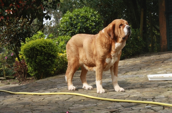 Sasha una Señora mastín
Sasha de Torrestio a sus cinco años.
Keywords: cereixo