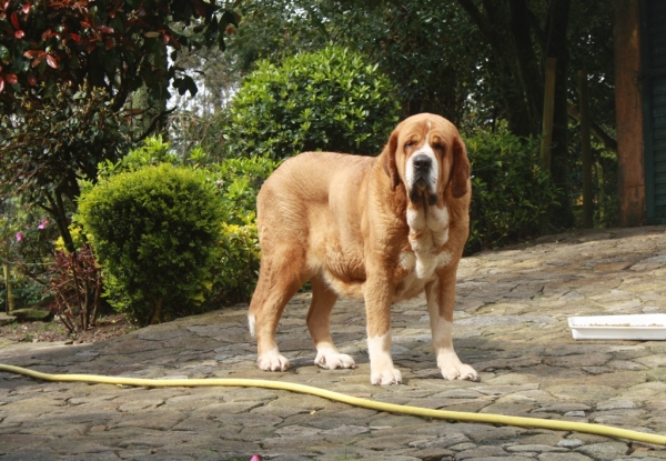 Sasha una Señora mastín
Sasha de Torrestio a sus cinco años
Keywords: cereixo