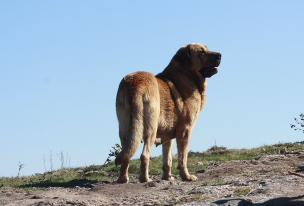 Olga (Telva) 
Un paseo cotidiano disfrutando de las vistas panorámicas, acompañado de olga.
Keywords: cereixo