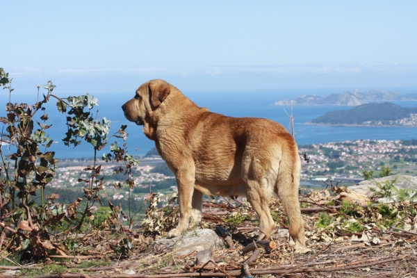 Olga (Telva) 
Un paseo cotidiano disfrutando de las vistas panorámicas, acompañado de olga.
Keywords: cereixo