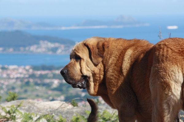 Olga (Telva) 
Un paseo cotidiano disfrutando de las vistas panorámicas, acompañado de olga.
Keywords: cereixo