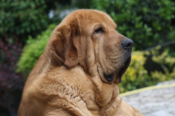 Bronce do Chan do Cereixo 2,5 años
Bronce el día que cumple sus 30 meses.
Torotumbo X Telva (Olga)

Keywords: cereixo head portrait cabeza