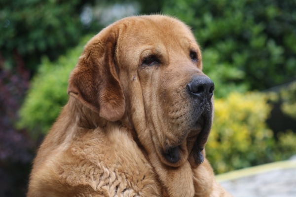 Bronce do Chan do Cereixo 2,5 años
Bronce el día que cumple sus 30 meses,
Torotumbo X Telva (Olga)

Keywords: cereixo head portrait cabeza