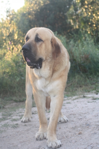 Baltar (Orense) 2013
Conto do Chan do Cereixo, con 17 meses confirmado.
Keywords: cereixo