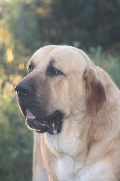 Baltar (Orense) 2013
Conto do Chan do Cereixo, con 17 meses confirmado.
Keywords: cereixo head portrait cabeza