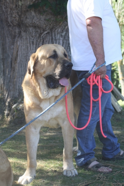 Baltar (Orense) 2013
Conto do Chan do Cereixo, con 17 meses confirmado.
Keywords: cereixo