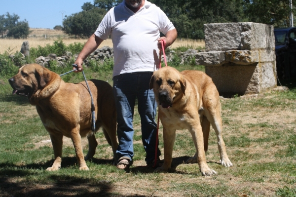 Baltar (Orense) 2013
Conto do Chan do Cereixo, con 17 meses confirmado. Con su madre Telva (Olga) Y Pepe el dueño de Conto.
Keywords: cereixo