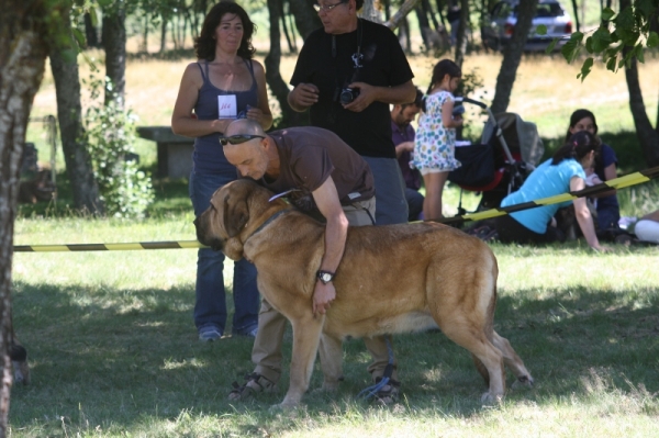 AEPME 2013 Baltar Orense
Telva (Olga) Exelente.
Keywords: cereixo