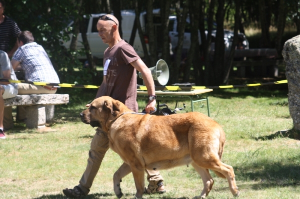 AEPME 2013 Baltar Orense
Telva (Olga) Exelente.
Keywords: cereixo