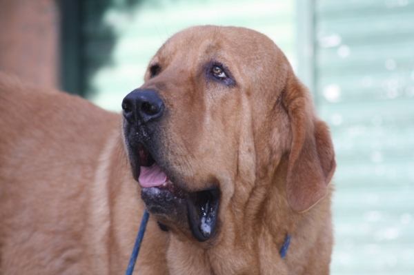 Bronce Do Chan do Cereixo
Bronce con 15 mese, hijo de Telva (Olga) X Toro Tumbo.
Keywords: cereixo head portrait cabeza