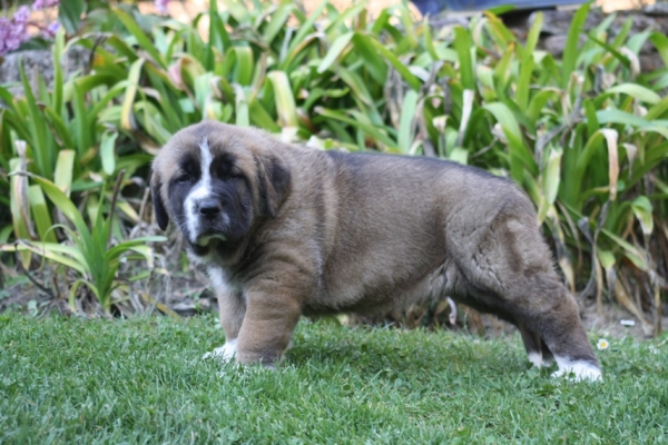 Corcheiro do Chan do Cereixo
Corcheiro con 42 días hijo de Telva (Olga) X Toro Tumbo
Keywords: cereixo puppyspain