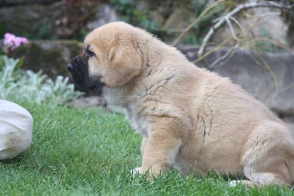 Cogollo do Chan do Cereixo
Cogollo con 46 días, hijo de Telva (Olga) X Toro Tumbo
Keywords: cereixo puppyspain