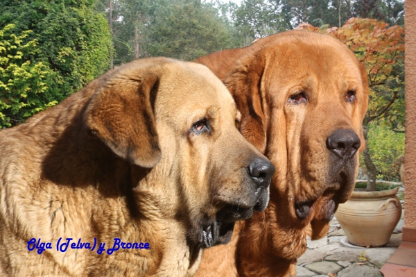 Madre e hijo
Bronce do Chan do Cereixo con su madre Telva (Olga)
Keywords: cereixo Bronce Olga head portrait cabeza