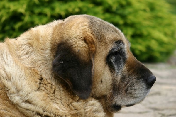 Mi querida Loira
Vieja mastina con 12 años, ya no esta con nosotros.
Keywords: veteran cereixo head portrait cabeza