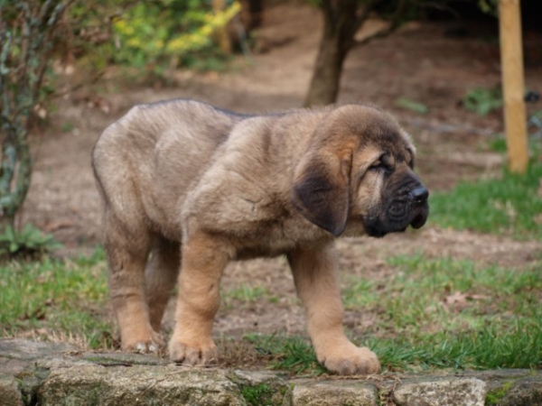 Beimar Do Chan Do Cereixo
Hijo de Telva (Olga) X Torotumbo.
Con 66 días.
Keywords: cereixo puppyspain