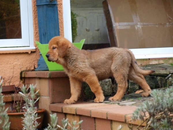 Bronce Do Chan Do Cereixo
Hijo de Telva (Olga) X Torotumbo.
Con 66 días.
Keywords: cereixo puppyspain