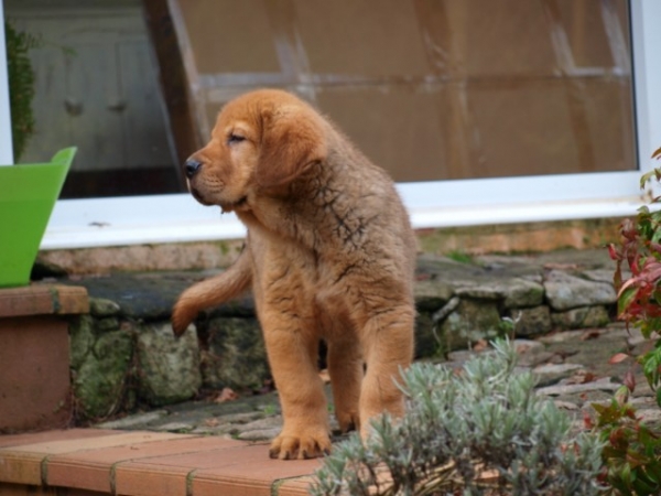 Bronce Do Chan Do Cereixo
Pelirrojo de la camada, como su abuelo Nilo de Campollano.
Tortumbo X Telva
Born 07.11.2010
Keywords: cereixo puppyspain