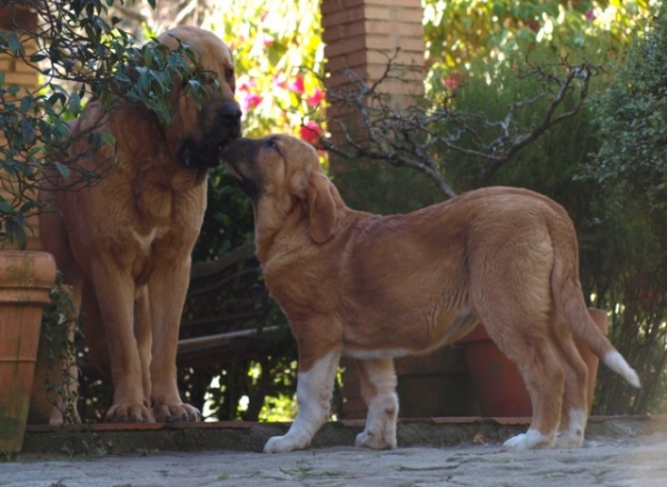 Bruxa Do Chan Do Cereixo y su madre Telva
Keywords: cereixo