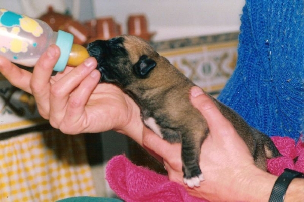 Toska 
Hermana de una camada de 13 cachorros, me la regalaron y la sacamos adelante con biberon. Hasta un maldito dia.
Keywords: cereixo