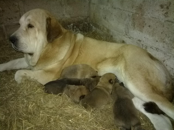 Corona de Torrestio and puppies
Three females and two males 
Keywords: Torrestio Asturias Puppies Spain