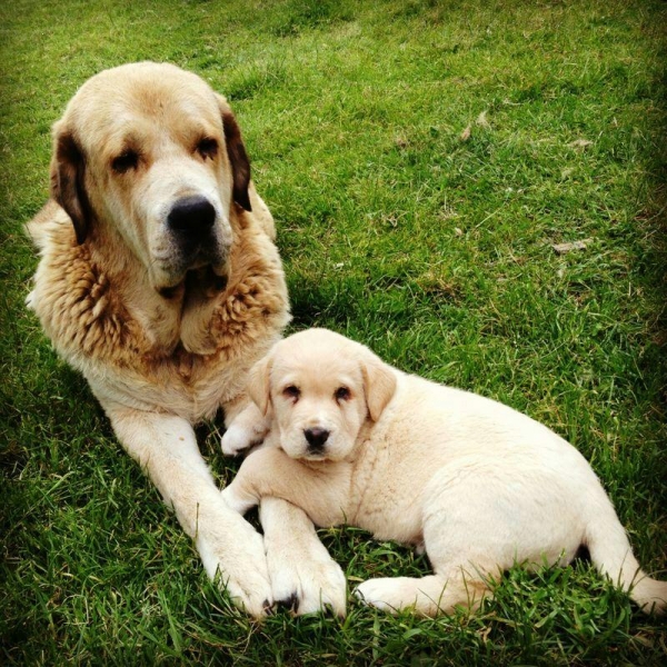 Corona y Nube de Torrestio
Nube de Torrestio, out of Corona de Torrestio and Arnón de Babia
Keywords: Torrestio Asturias Puppies Spain