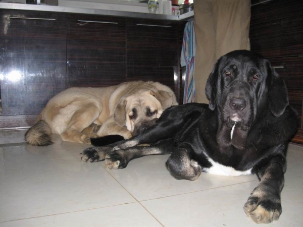 Lucido Mastibe 15 meses y Bora La Gorgoracha 11 meses - waiting for something to eat....
Lucido Mastibe 15 meses y Bora La Gorgoracha 11 meses - waiting for something to eat....
