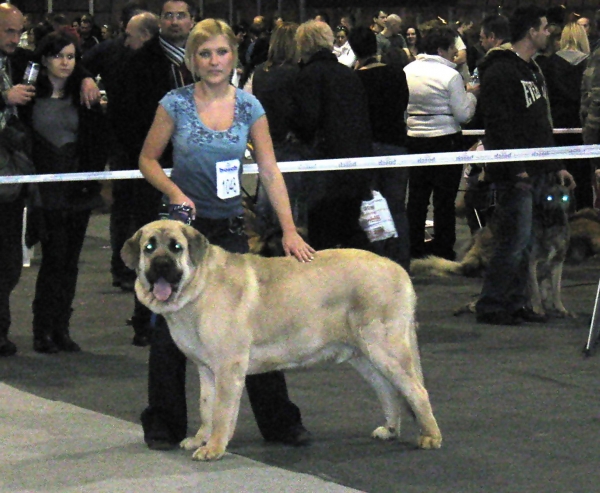 International Dog Show Katowice 27.03.2010 Lucido Mastibe, 1 exc, CWC, Re-CACIB
International Dog Show Katowice 27.03.2010 Lucido Mastibe, intermediate class, 1 exc, CWC, Re-CACIB
