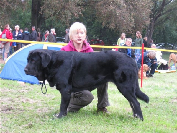 Bora De La Gorgoracha - Moloss Club Show, 1,exc, CAC, Club Winner
Bora - Moloss Club Show, 1,exc, CAC, Club Winner
