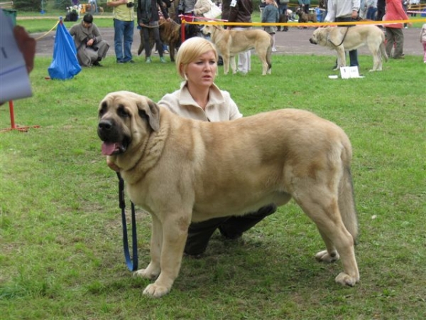 Lucido MAstibe, Moloss Club Show, 1, exc., CAC, Club Winner
Lucido MAstibe, Moloss Club Show, 1, exc., CAC, Club Winner
