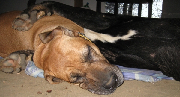 Our Fila (fila brasileiro 5,5 years) and Bora (Bora La Gorgoracha 11 months) HUGS:))
Our Fila (fila brasileiro 5,5 years) and Bora (Bora La Gorgoracha 11 months) HUGS:))
