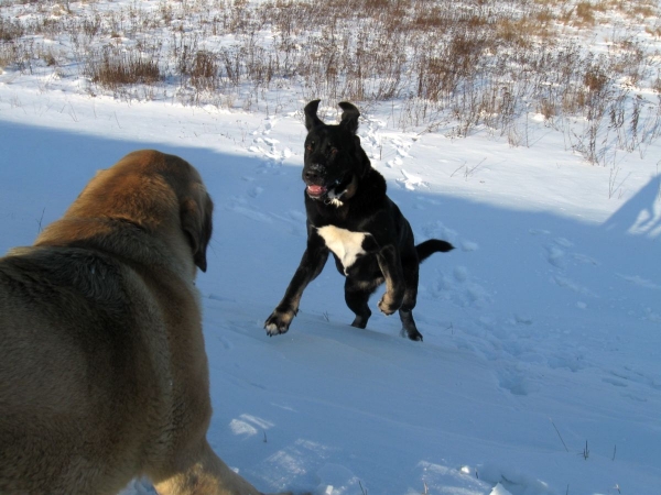 Bora La Gorgoracha
Jump!
